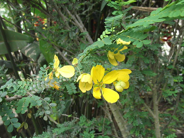 AUB Landscape Plant Database