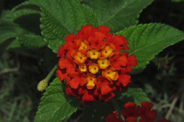 AUB Landscape Plant Database