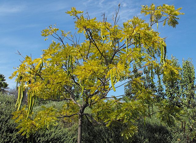 AUB Landscape Plant Database