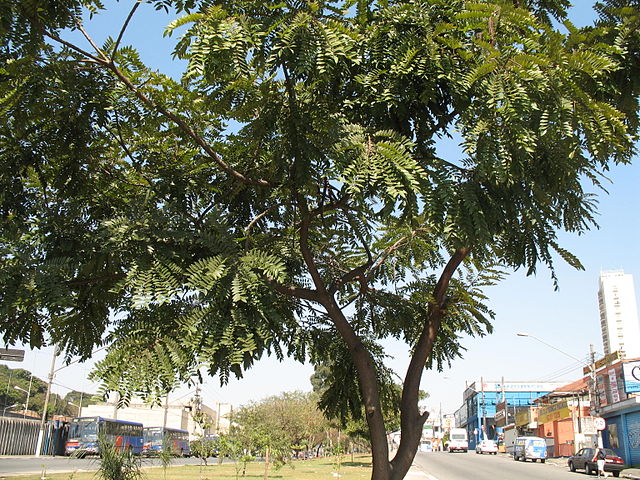 AUB Landscape Plant Database