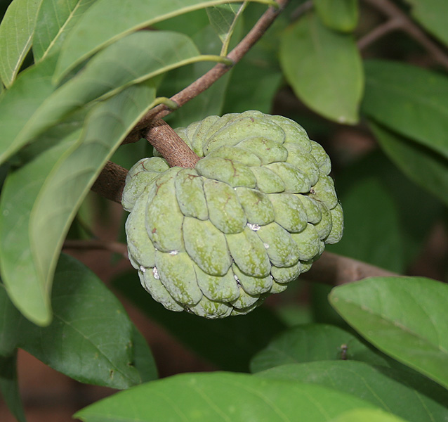 AUB Landscape Plant Database