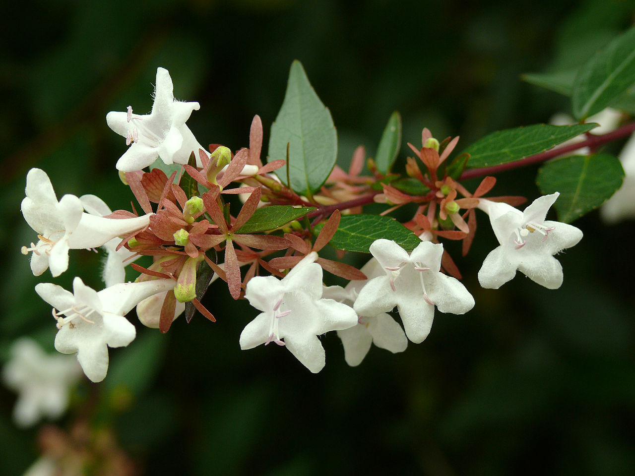 AUB Landscape Plant Database
