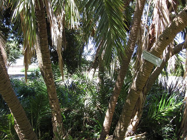 AUB Landscape Plant Database