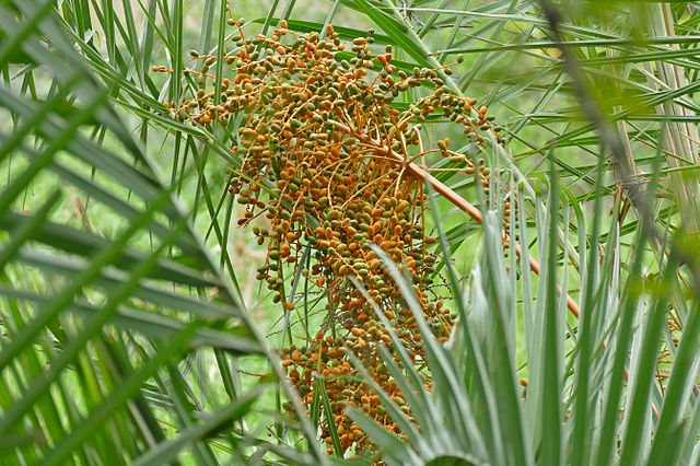 AUB Landscape Plant Database
