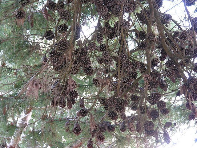 AUB Landscape Plant Database