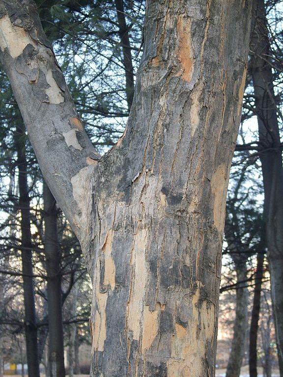 AUB Landscape Plant Database