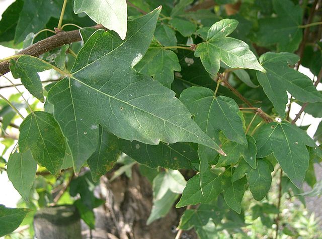 AUB Landscape Plant Database