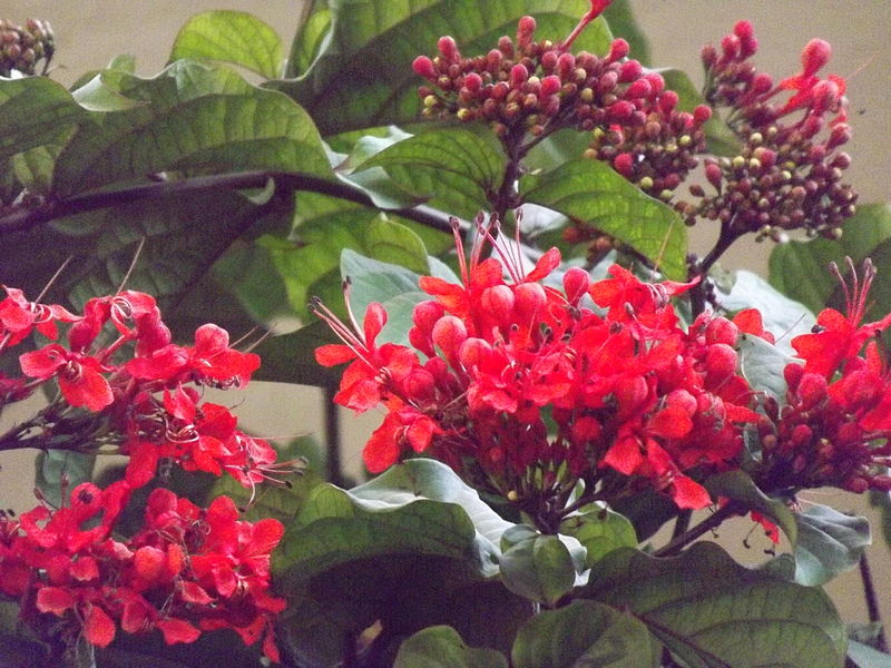 AUB Landscape Plant Database
