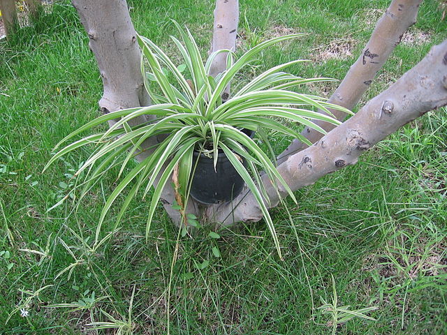 AUB Landscape Plant Database