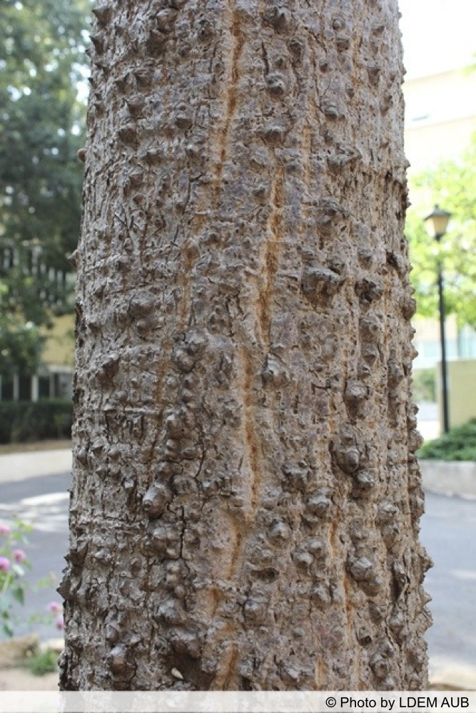 AUB Landscape Plant Database
