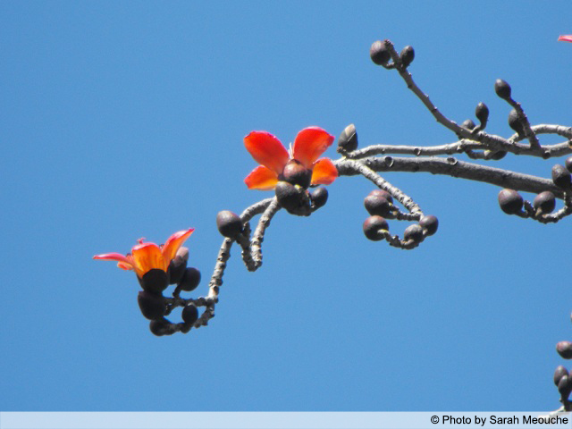 AUB Landscape Plant Database