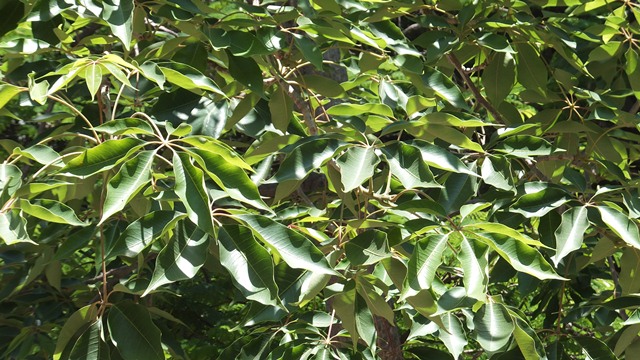 AUB Landscape Plant Database