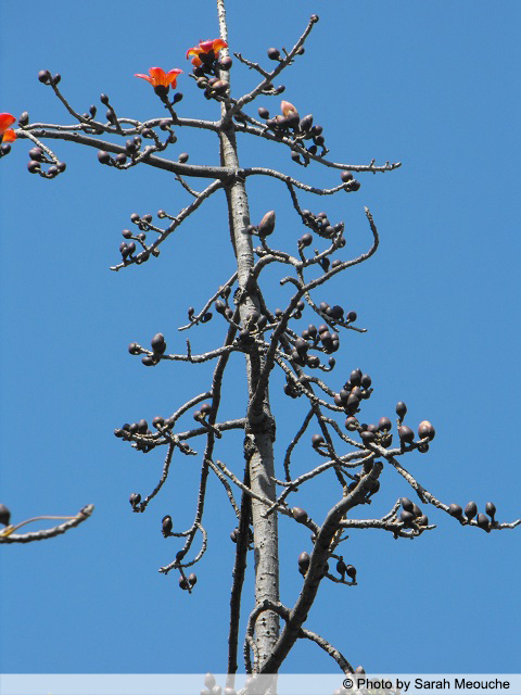 AUB Landscape Plant Database