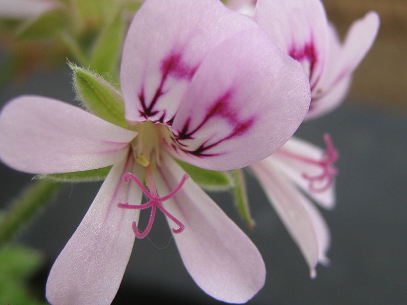 AUB Landscape Plant Database