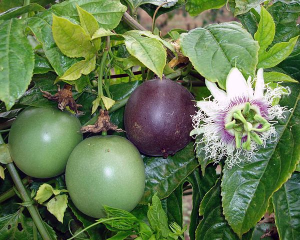AUB Landscape Plant Database