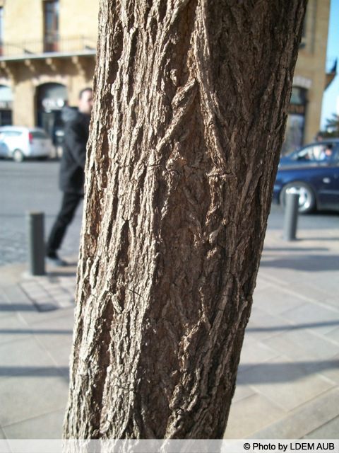 AUB Landscape Plant Database