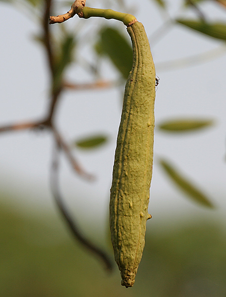 AUB Landscape Plant Database