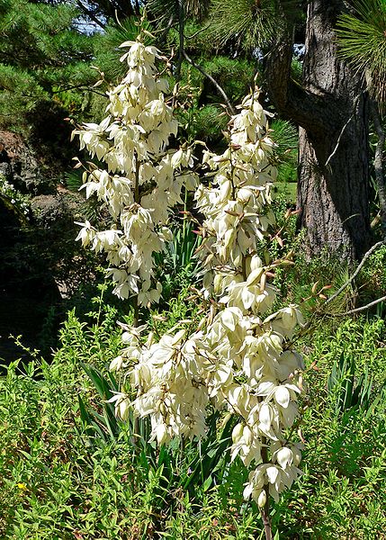 AUB Landscape Plant Database
