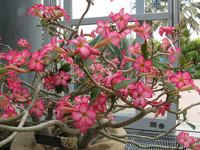 AUB Landscape Plant Database