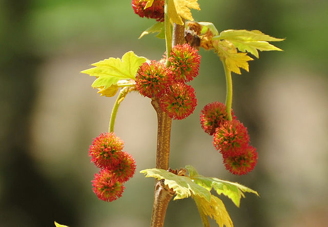 AUB Landscape Plant Database
