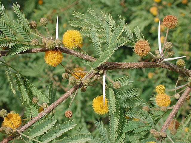 AUB Landscape Plant Database