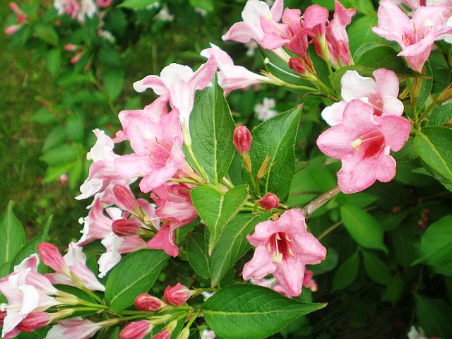 AUB Landscape Plant Database