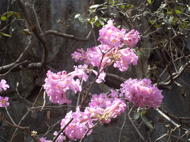 AUB Landscape Plant Database
