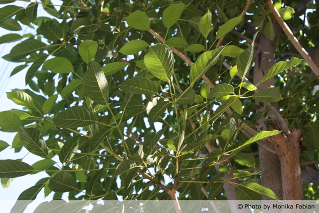 AUB Landscape Plant Database