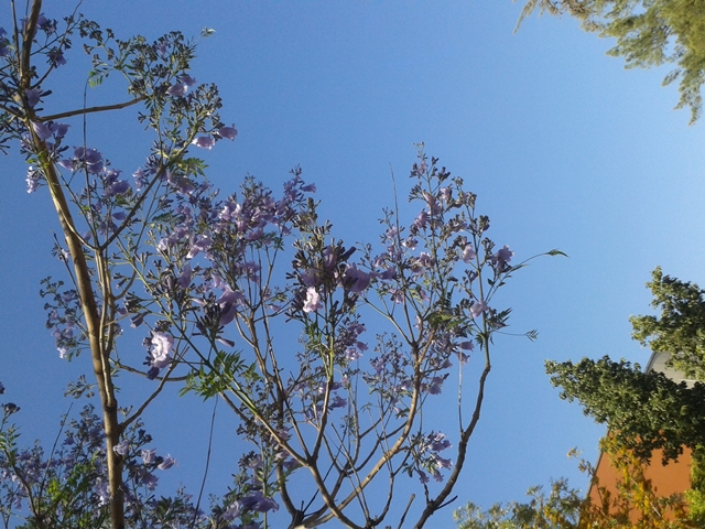 AUB Landscape Plant Database