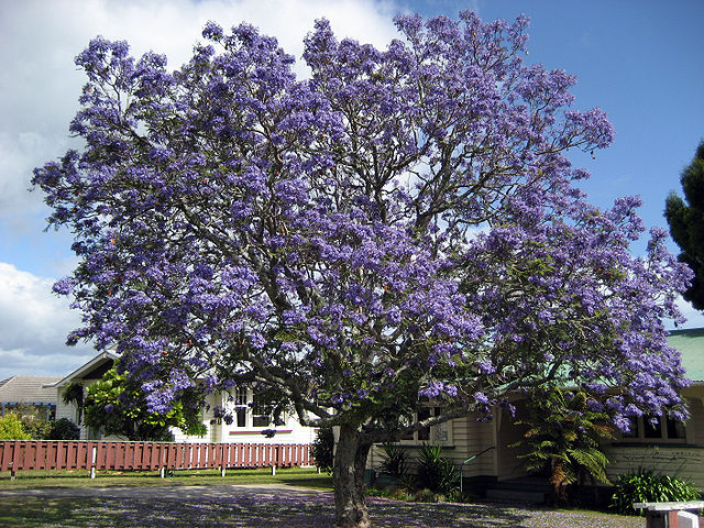 AUB Landscape Plant Database