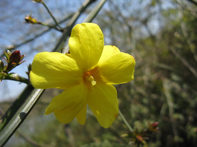 AUB Landscape Plant Database