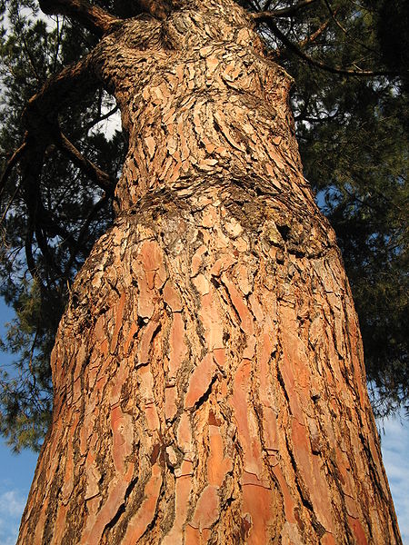 AUB Landscape Plant Database