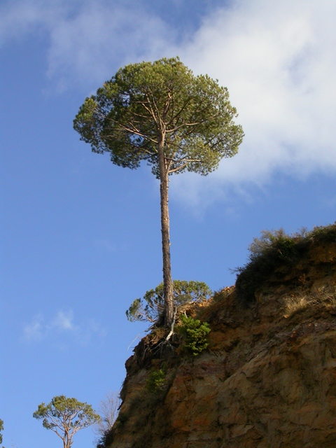 AUB Landscape Plant Database