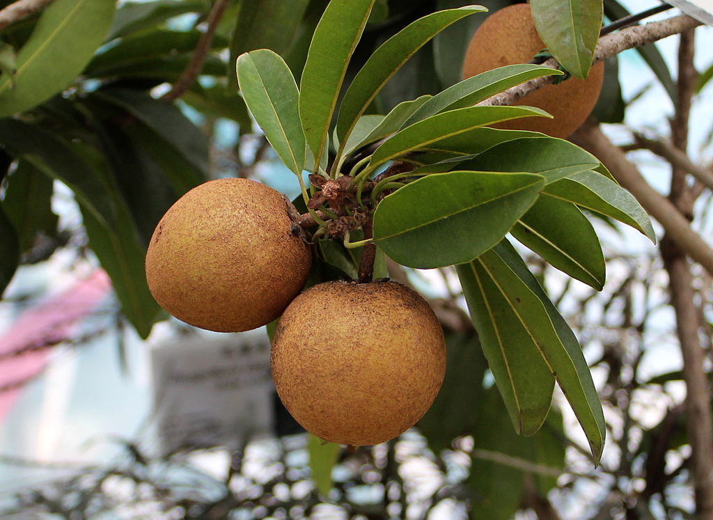 AUB Landscape Plant Database