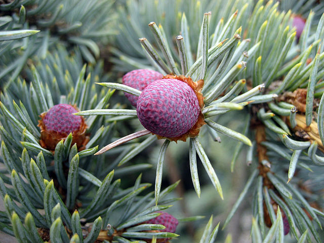 AUB Landscape Plant Database