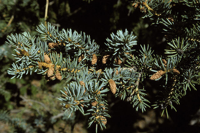 AUB Landscape Plant Database