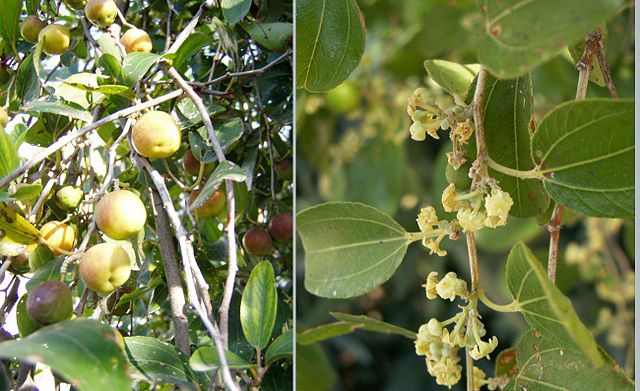 AUB Landscape Plant Database
