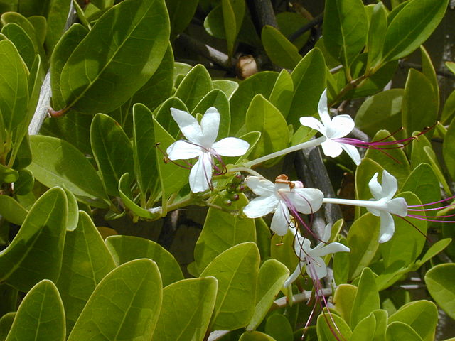 AUB Landscape Plant Database