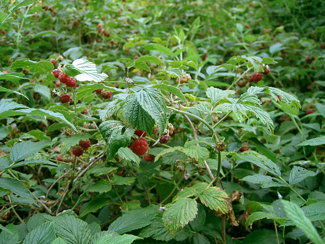 AUB Landscape Plant Database