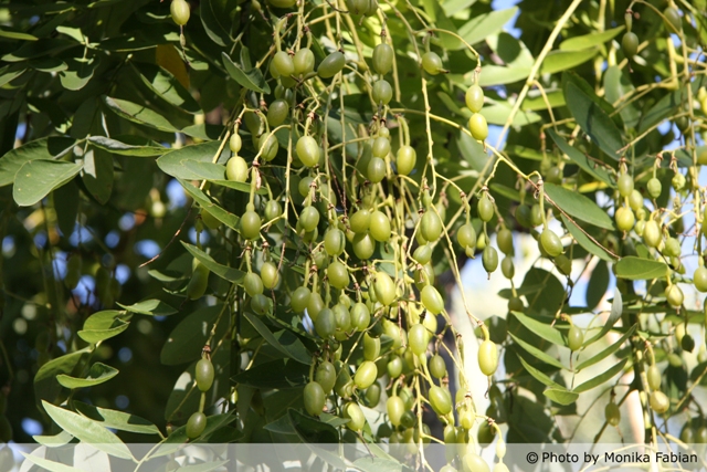 AUB Landscape Plant Database
