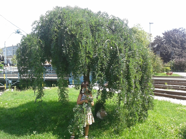 AUB Landscape Plant Database