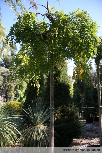 AUB Landscape Plant Database