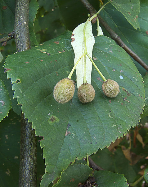 AUB Landscape Plant Database