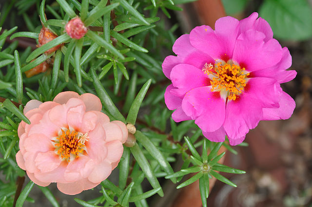 AUB Landscape Plant Database