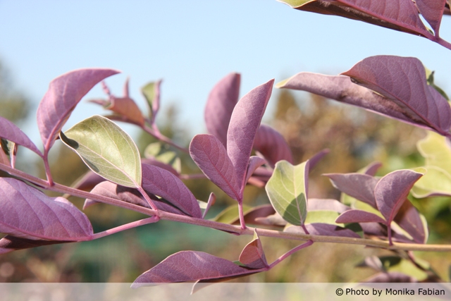 AUB Landscape Plant Database