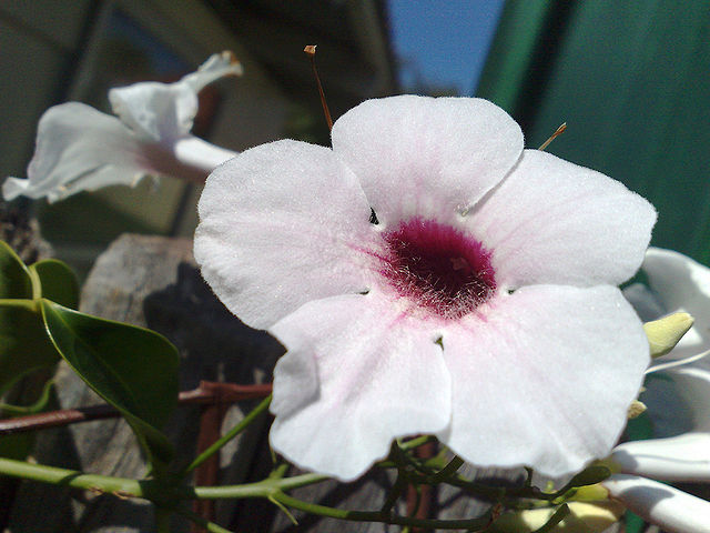 AUB Landscape Plant Database