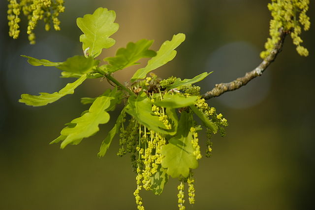 AUB Landscape Plant Database