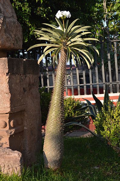 AUB Landscape Plant Database