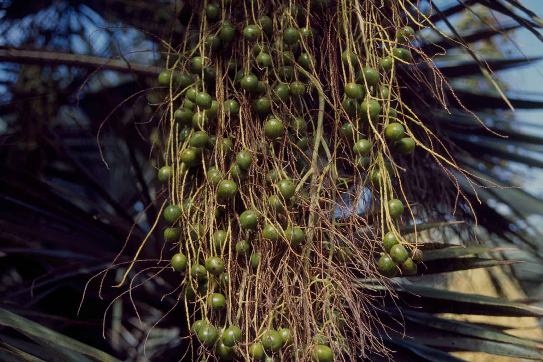 AUB Landscape Plant Database