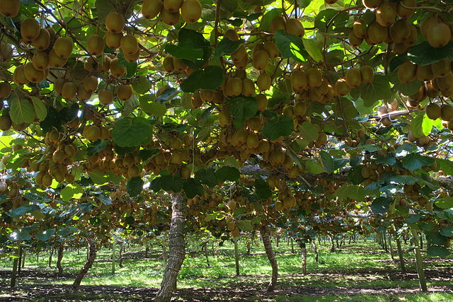 AUB Landscape Plant Database